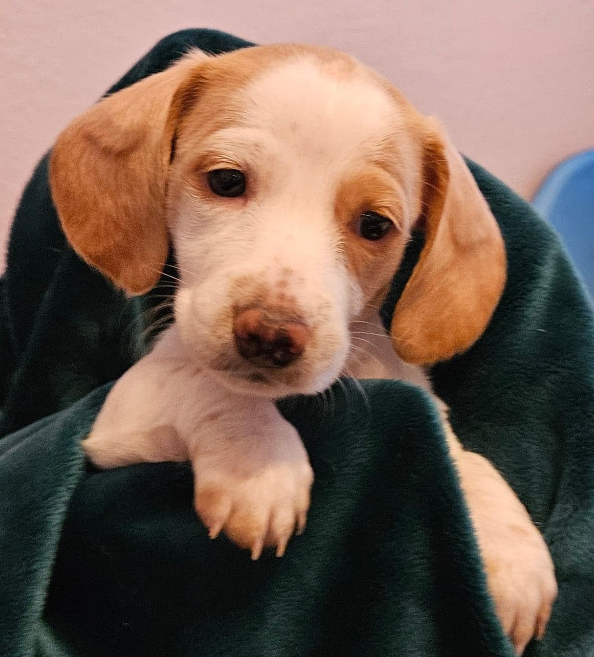 Dachshund Puppies breeder image 19