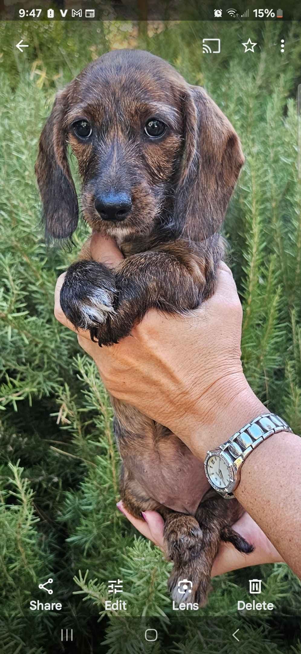 Dachshund Puppies breeder image 21
