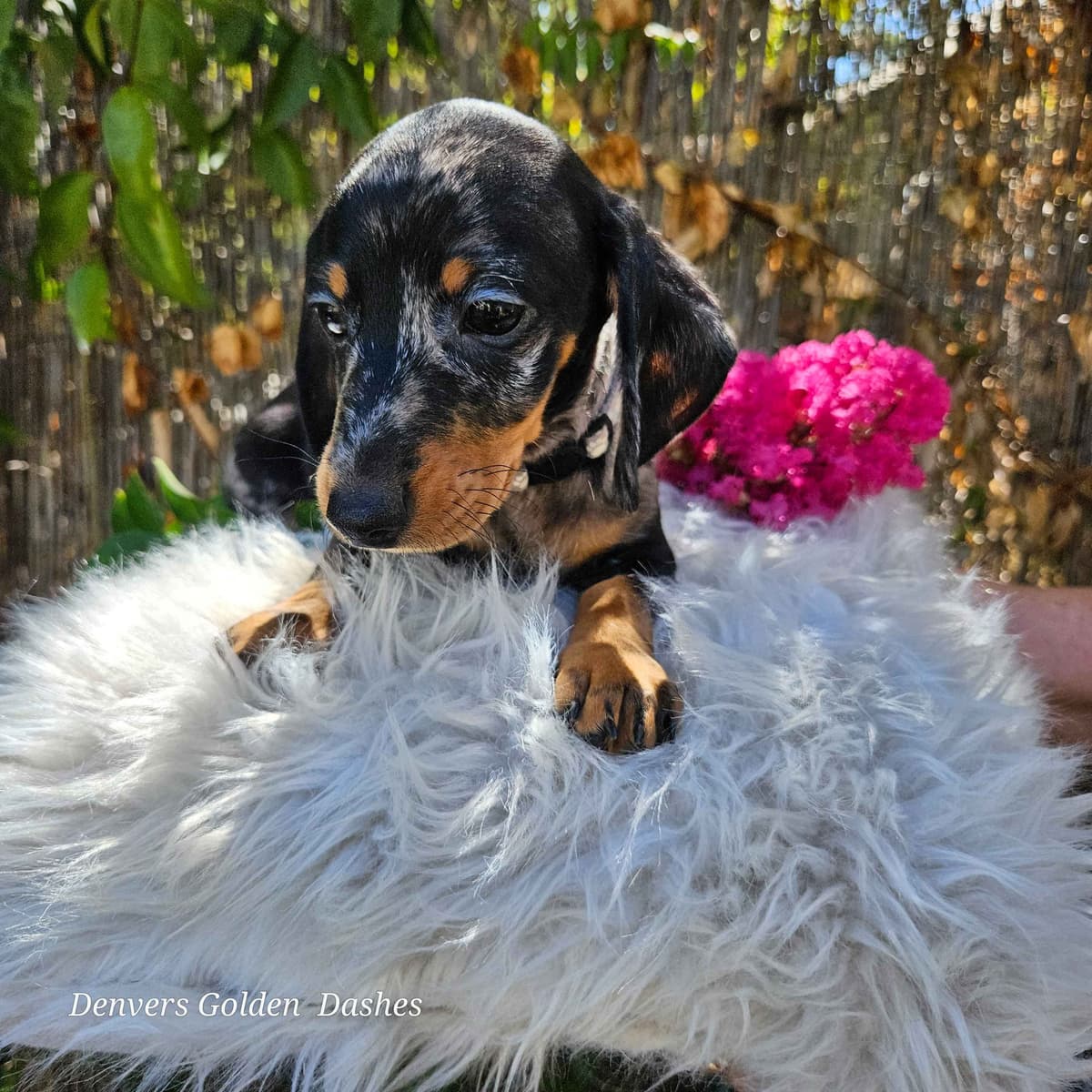 Dachshund Puppies breeder image 22