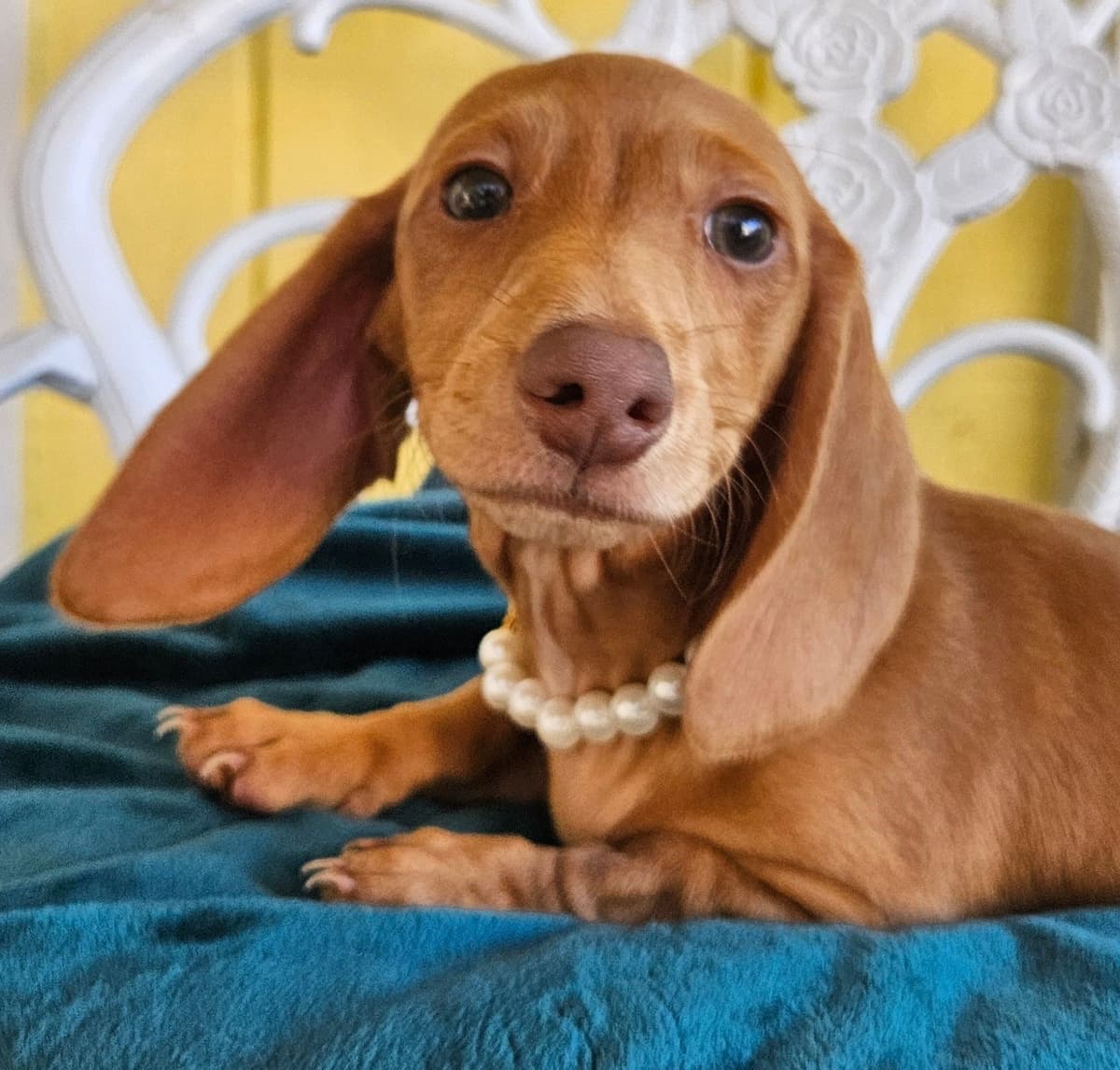 Dachshund Puppies breeder image 24