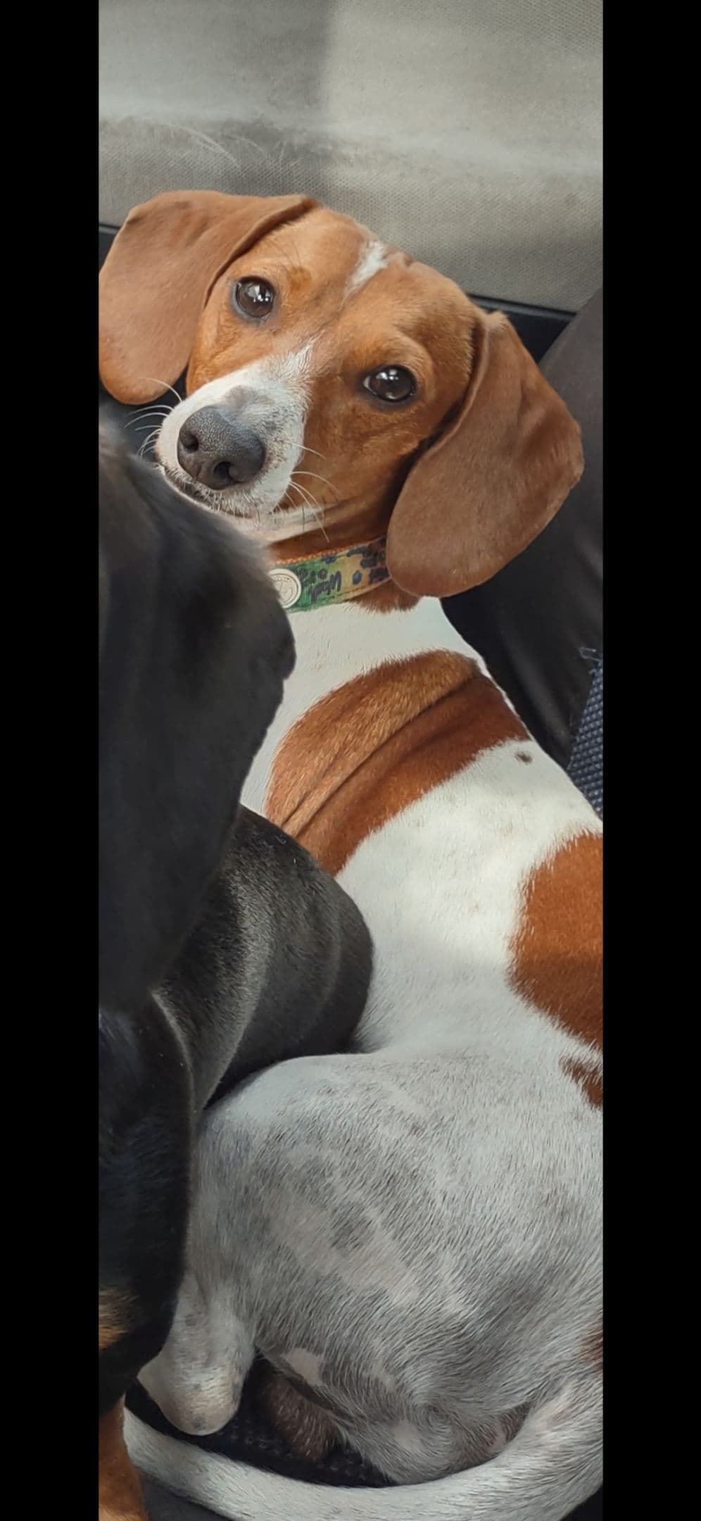 Dachshund Puppies breeder image 6