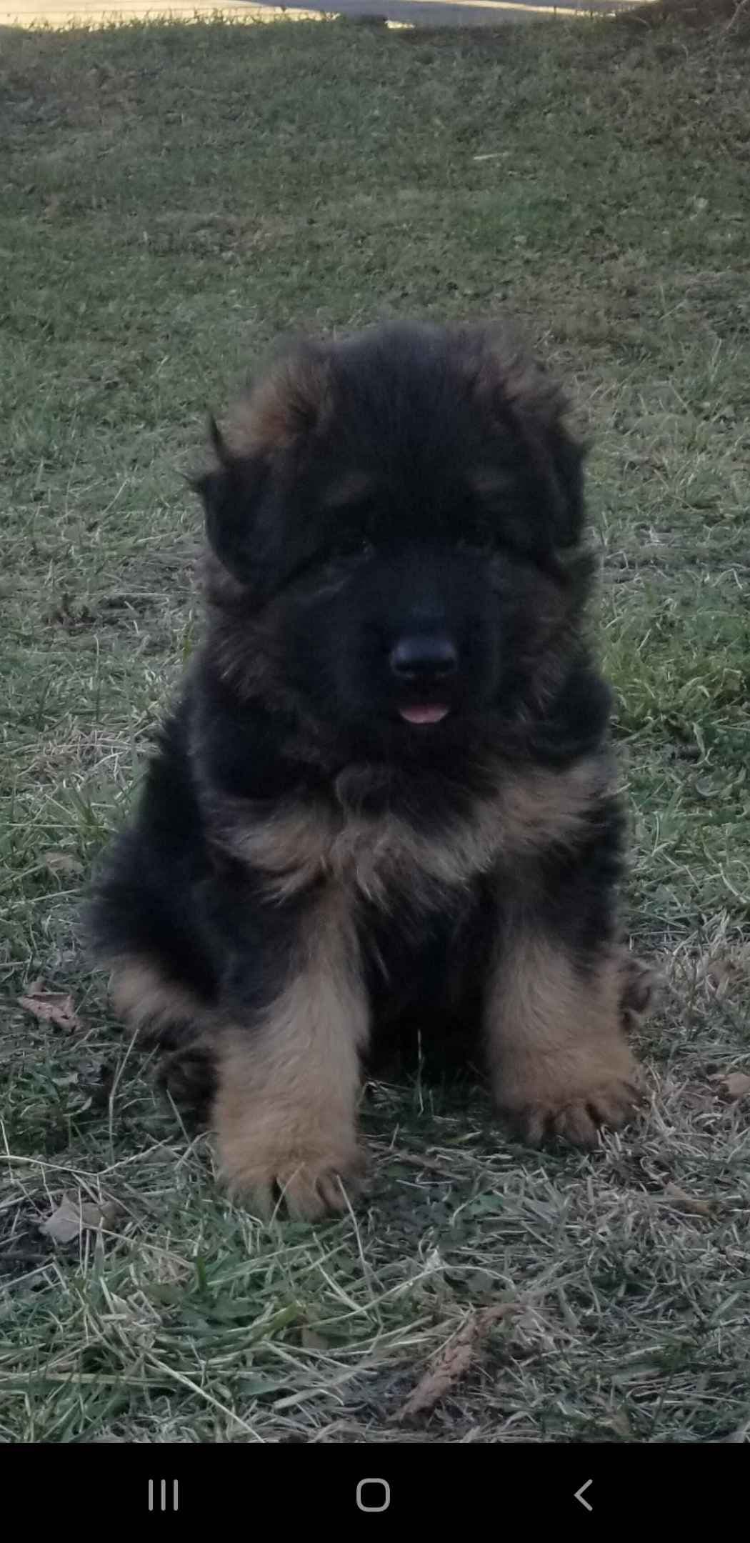 German Shepherd Dog Puppies breeder image 1