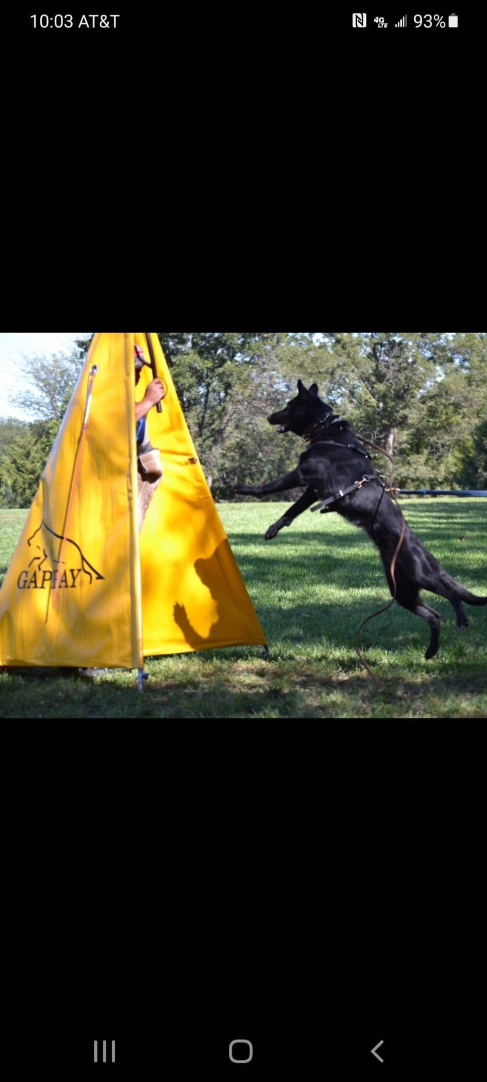 German Shepherd Dog Puppies breeder image 13