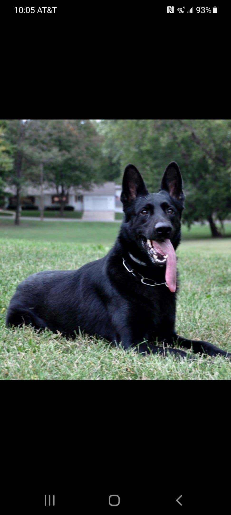 German Shepherd Dog Puppies breeder image 2