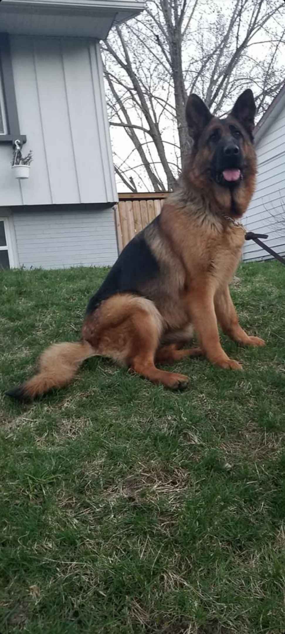 German Shepherd Dog Puppies breeder image 3