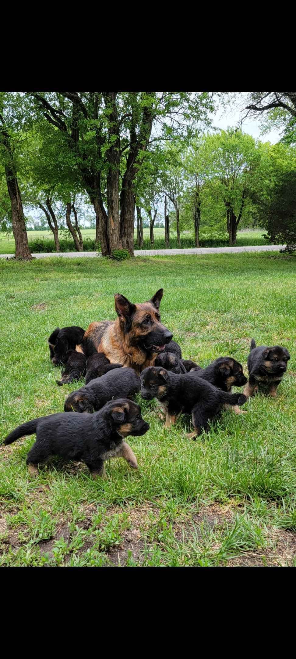 German Shepherd Dog Puppies breeder image 7