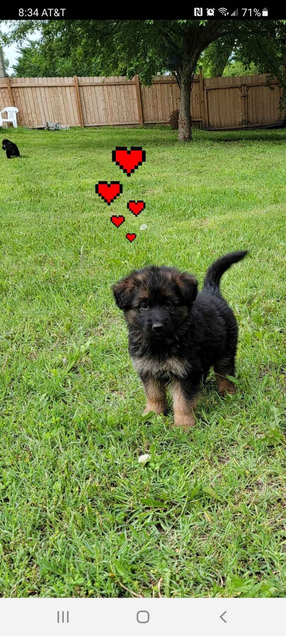 German Shepherd Dog Puppies breeder image 9