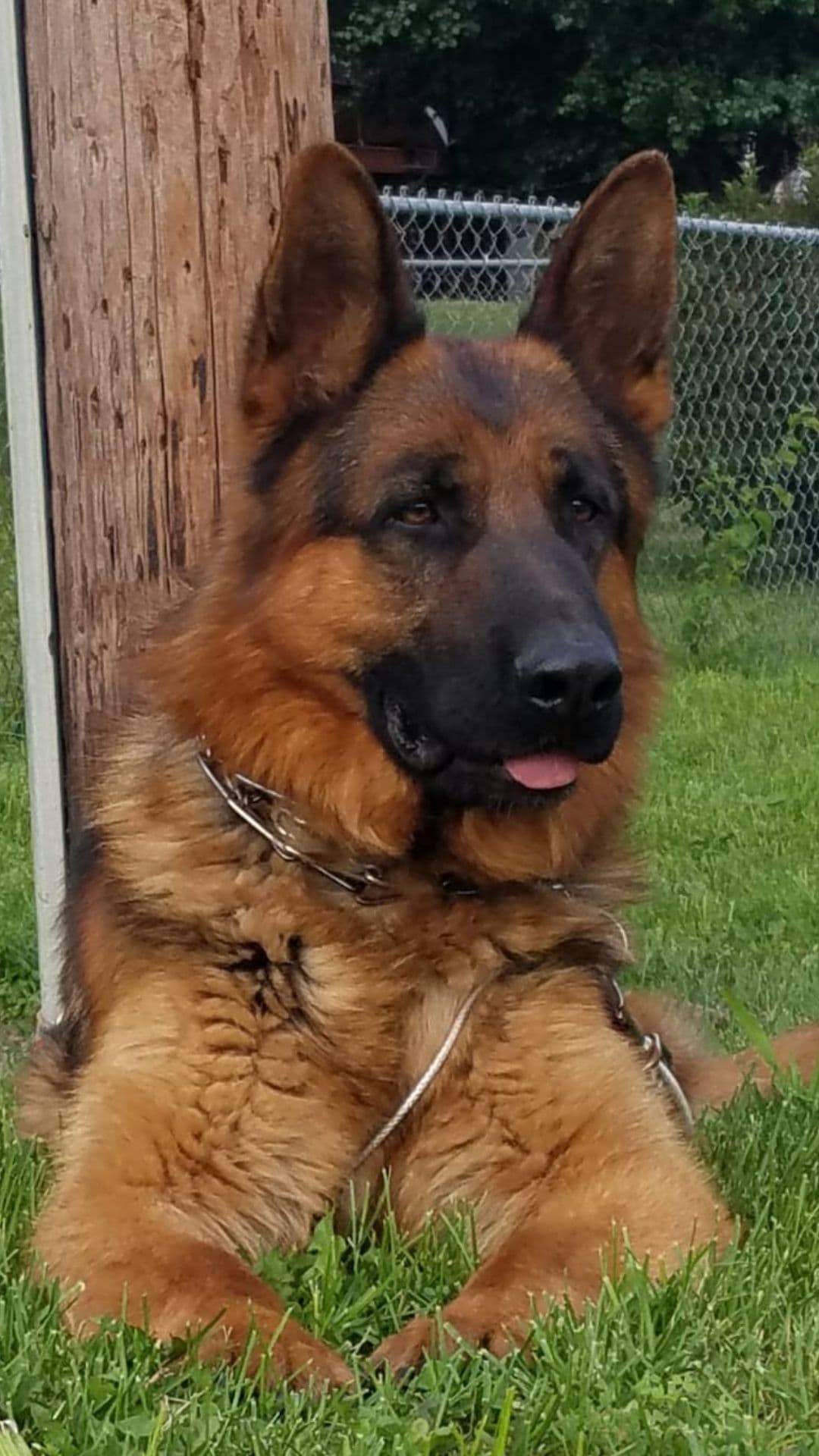 German Shepherd Dog Puppies breeder image 16