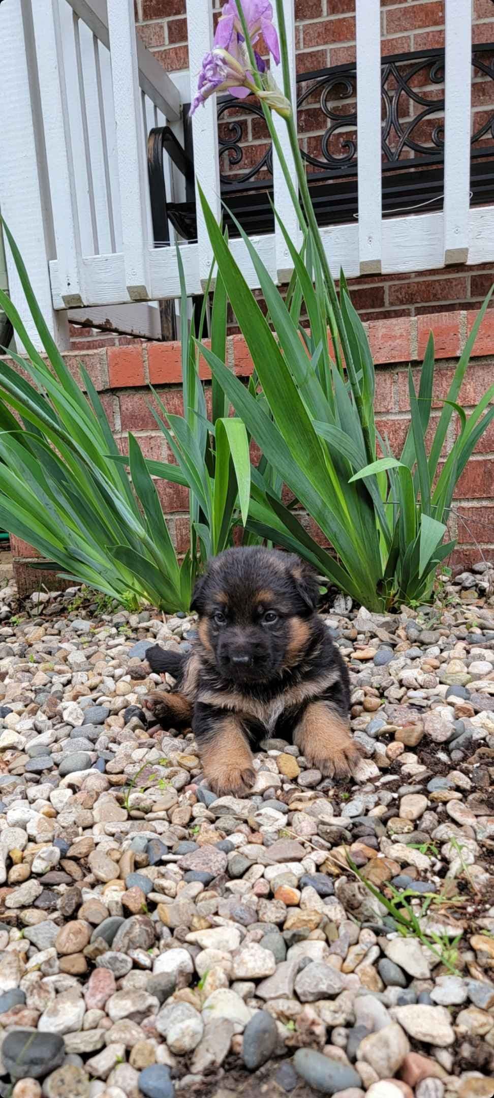 German Shepherd Dog Puppies breeder image 11