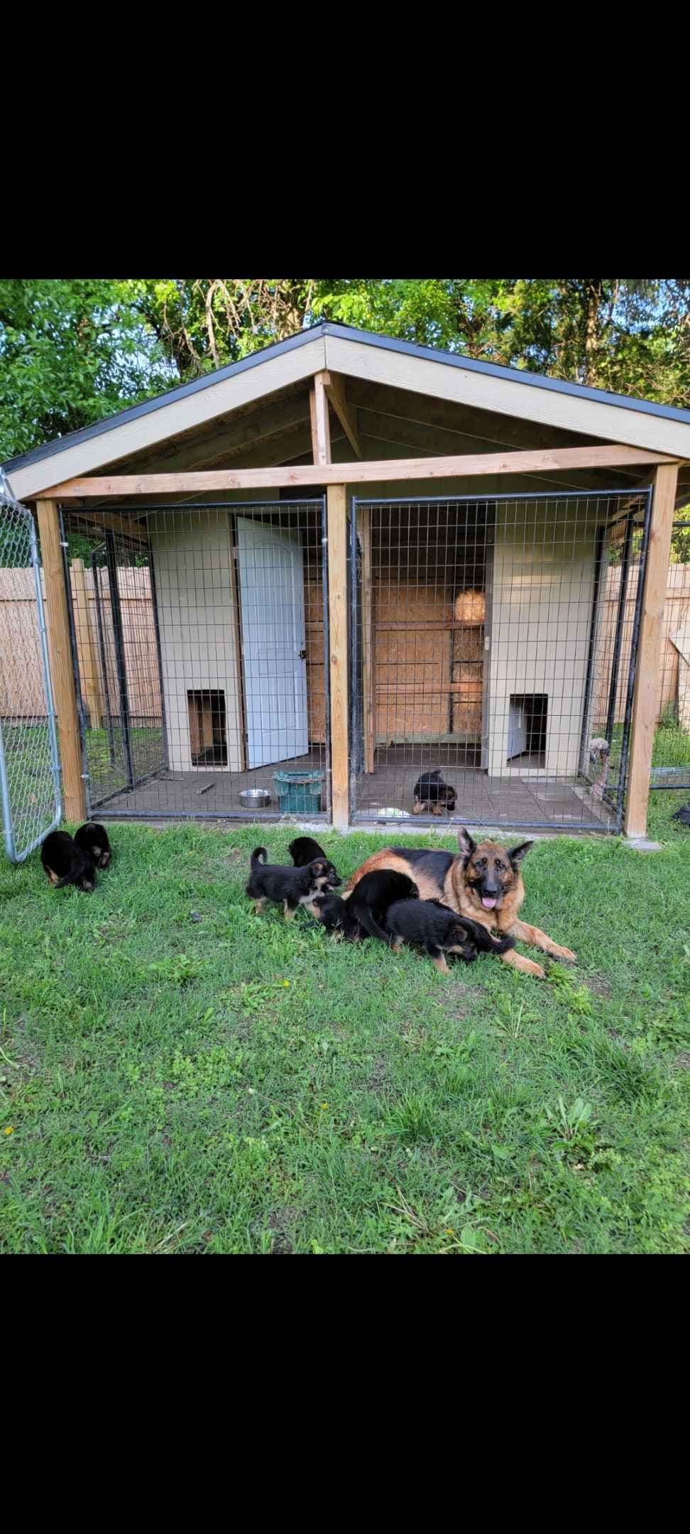 German Shepherd Dog Puppies breeder image 14