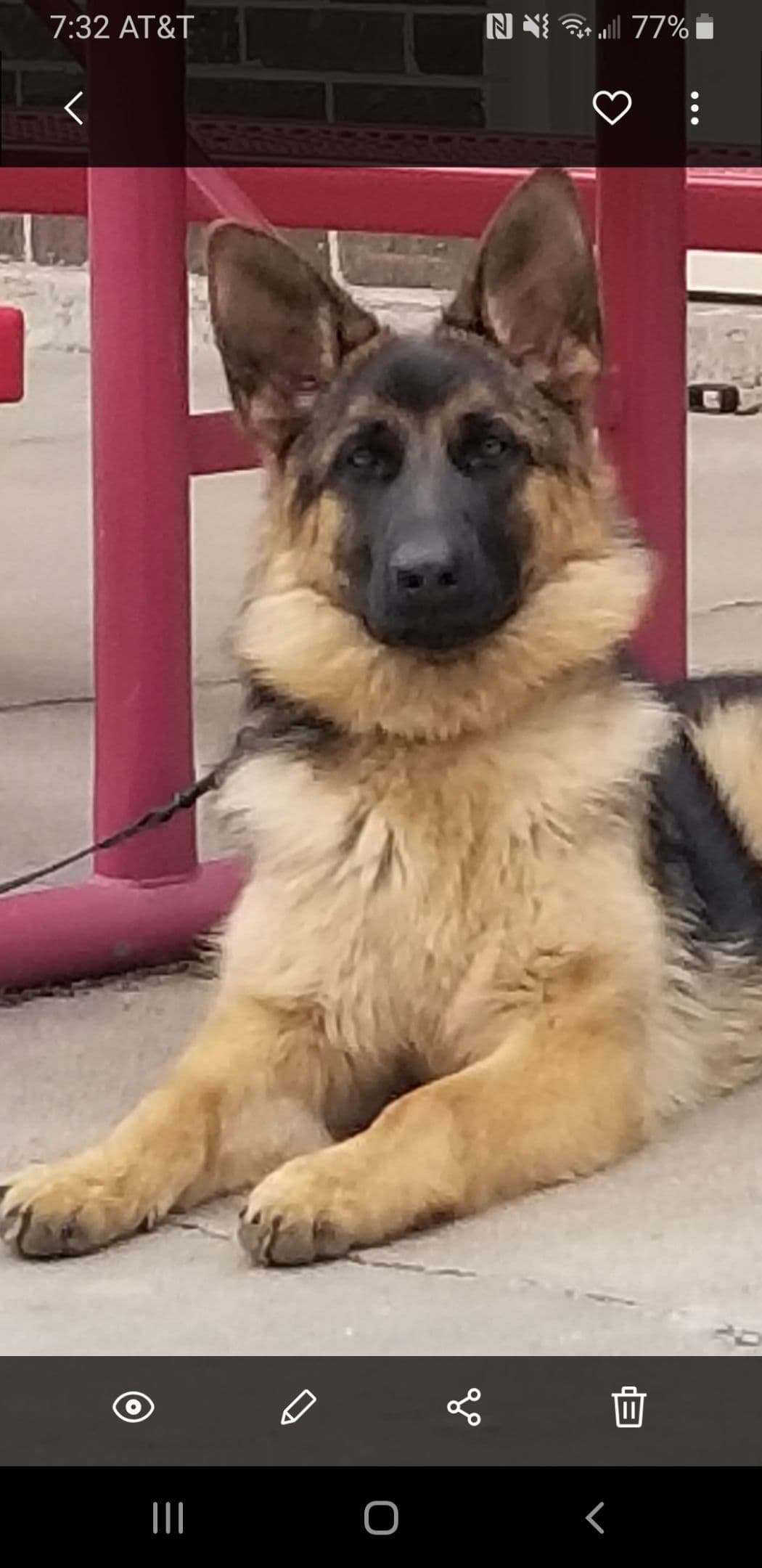German Shepherd Dog Puppies breeder image 18