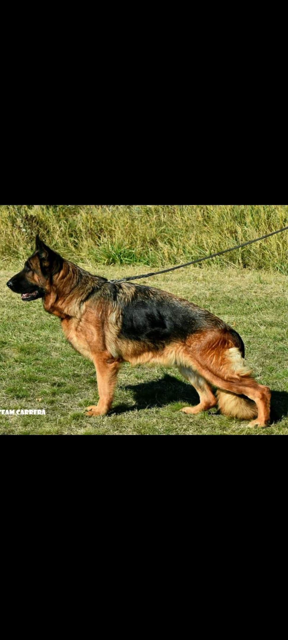 German Shepherd Dog Puppies breeder image 21