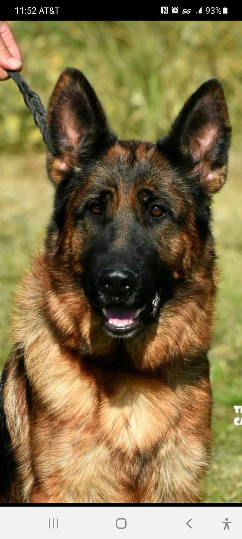 German Shepherd Dog Puppies breeder image 22