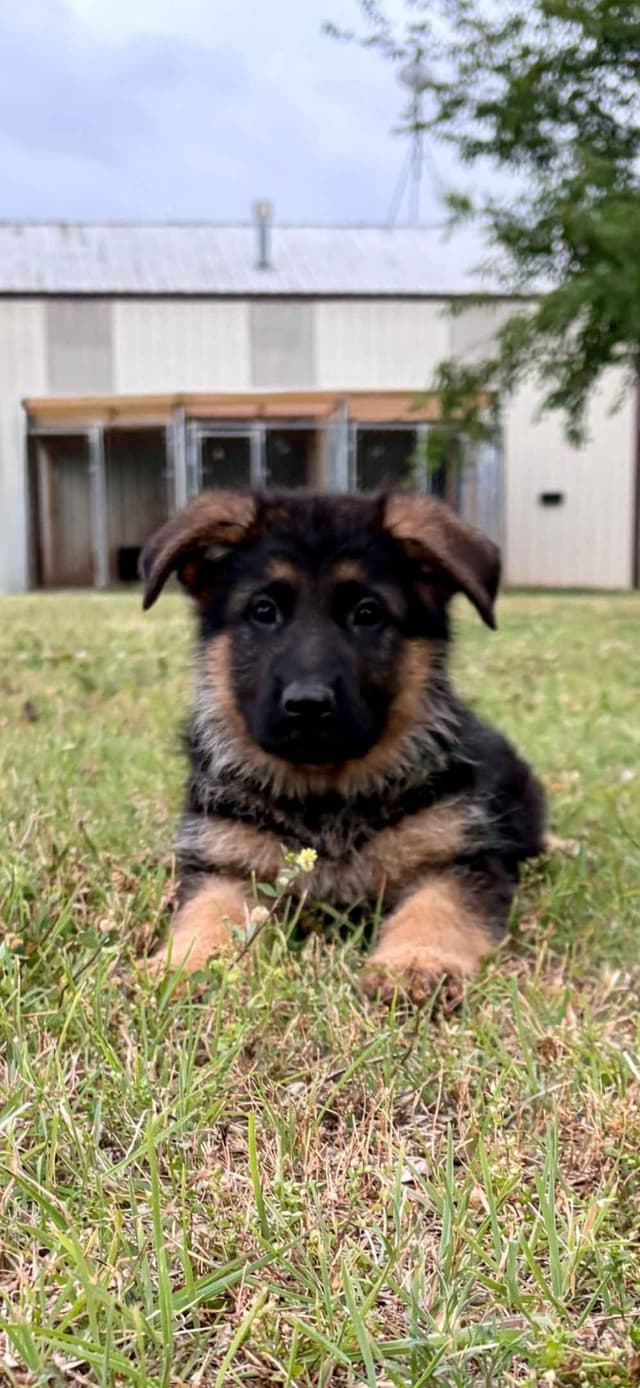 German Shepherd Dog Puppies media 3