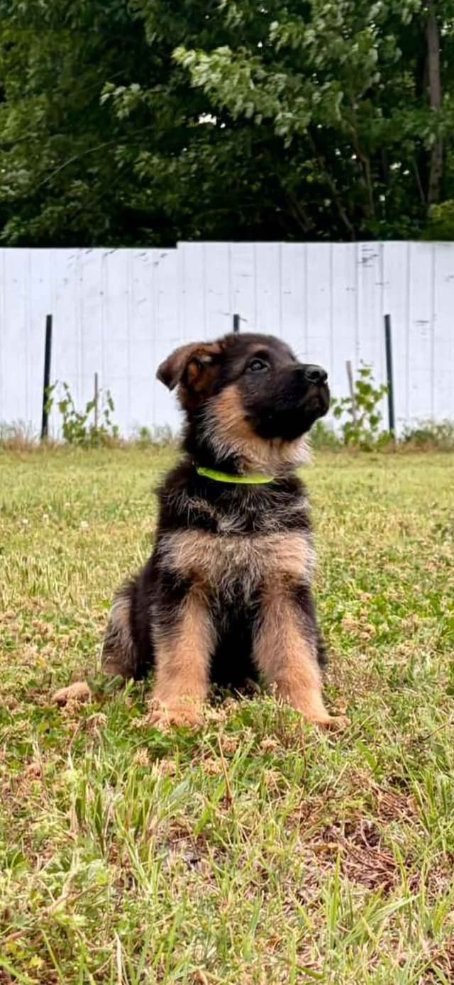 German Shepherd Dog Puppies media 5