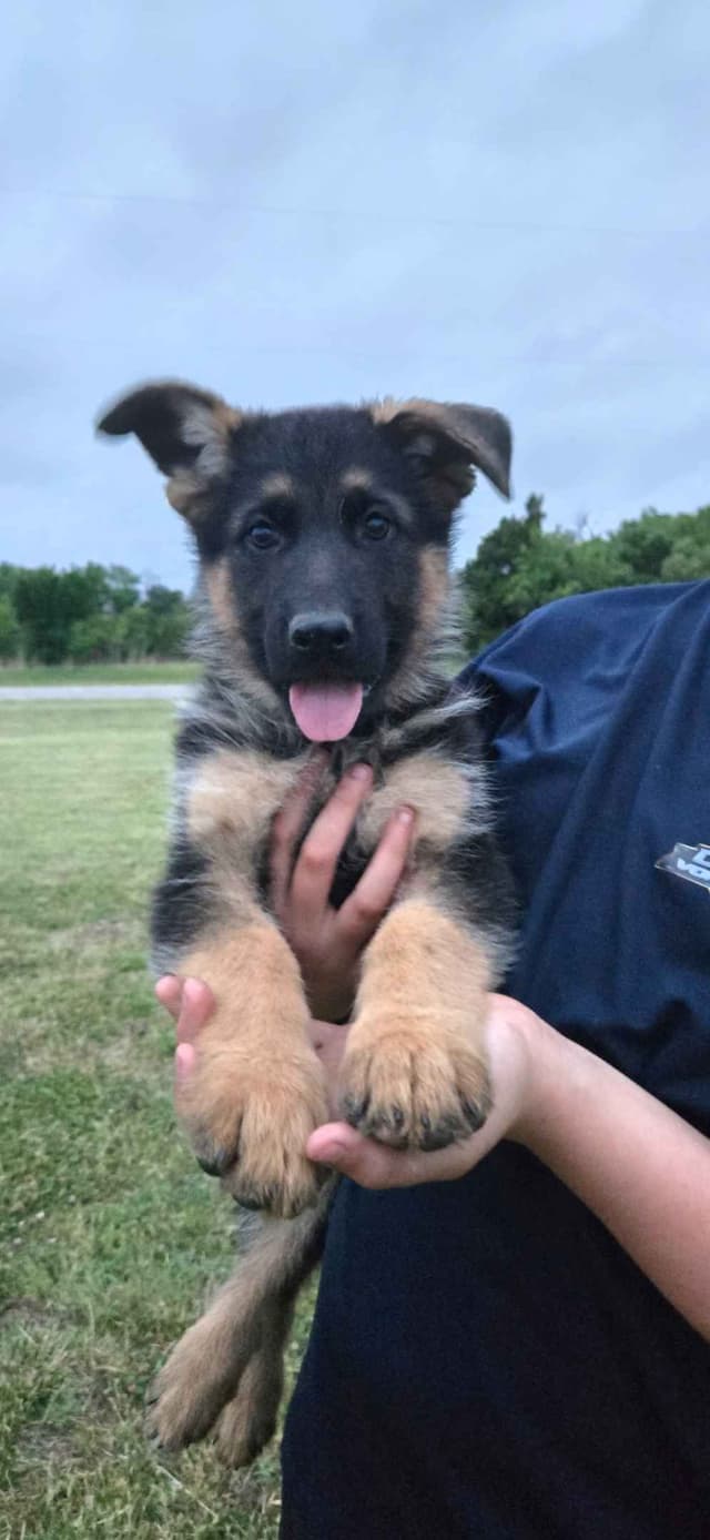 German Shepherd Dog Puppies media 4