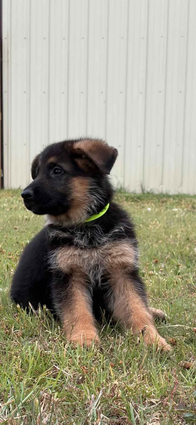 German Shepherd Dog Puppies media 6