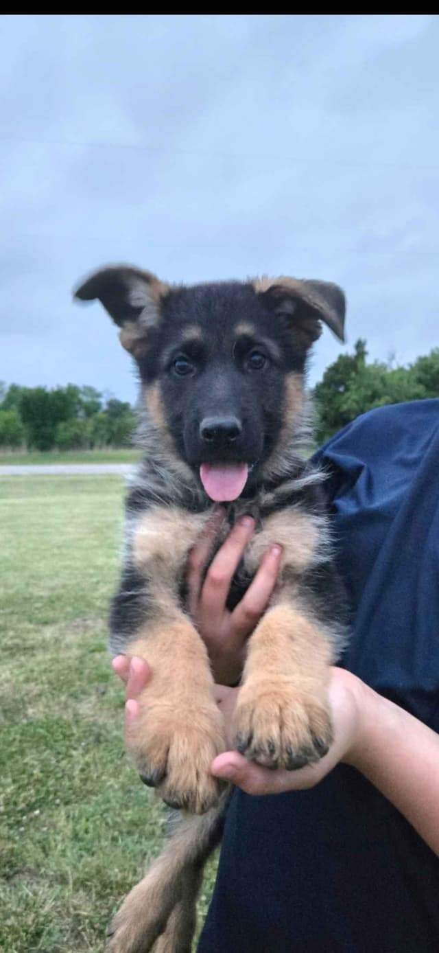 German Shepherd Dog Puppies media 7