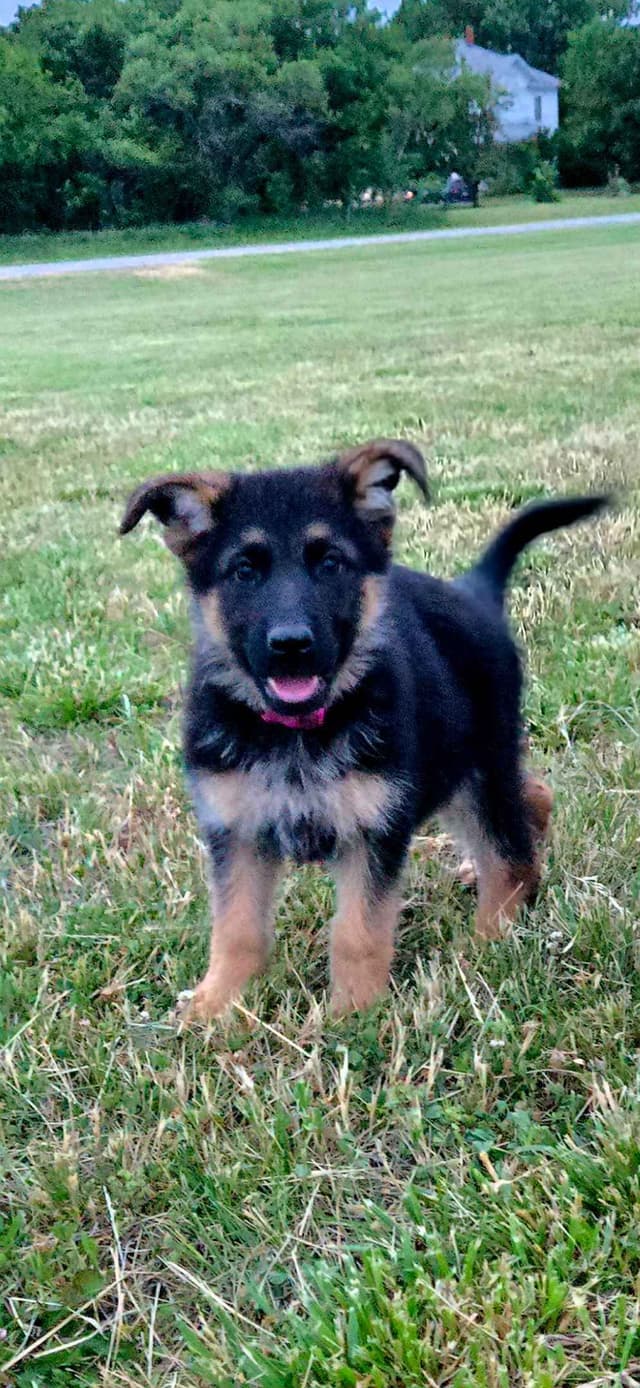 German Shepherd Dog Puppies media 8