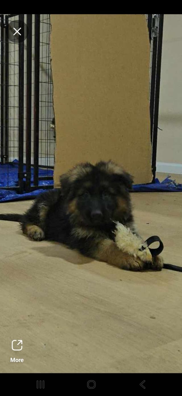 German Shepherd Dog Puppies media 9