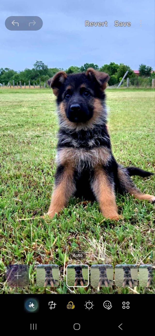 German Shepherd Dog Puppies media 10