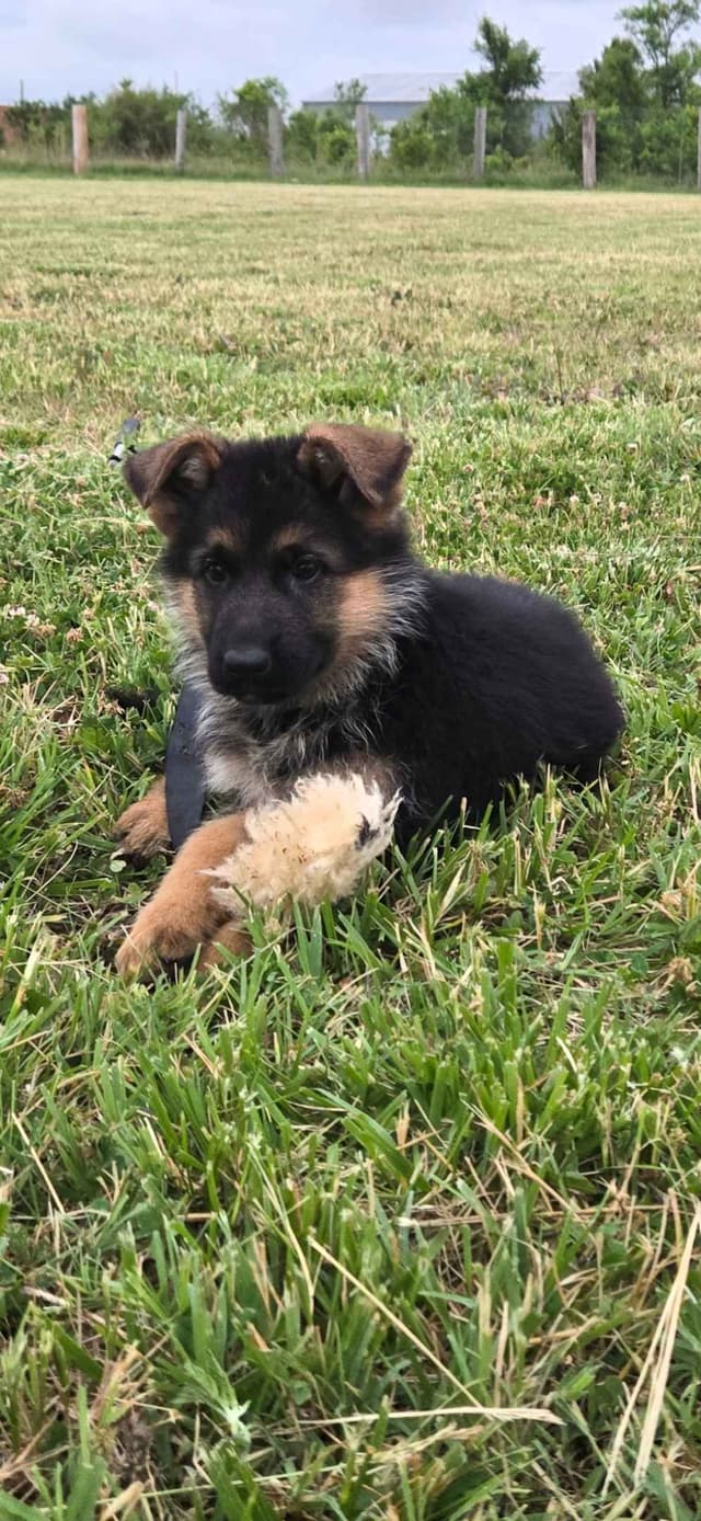 German Shepherd Dog Puppies media 13