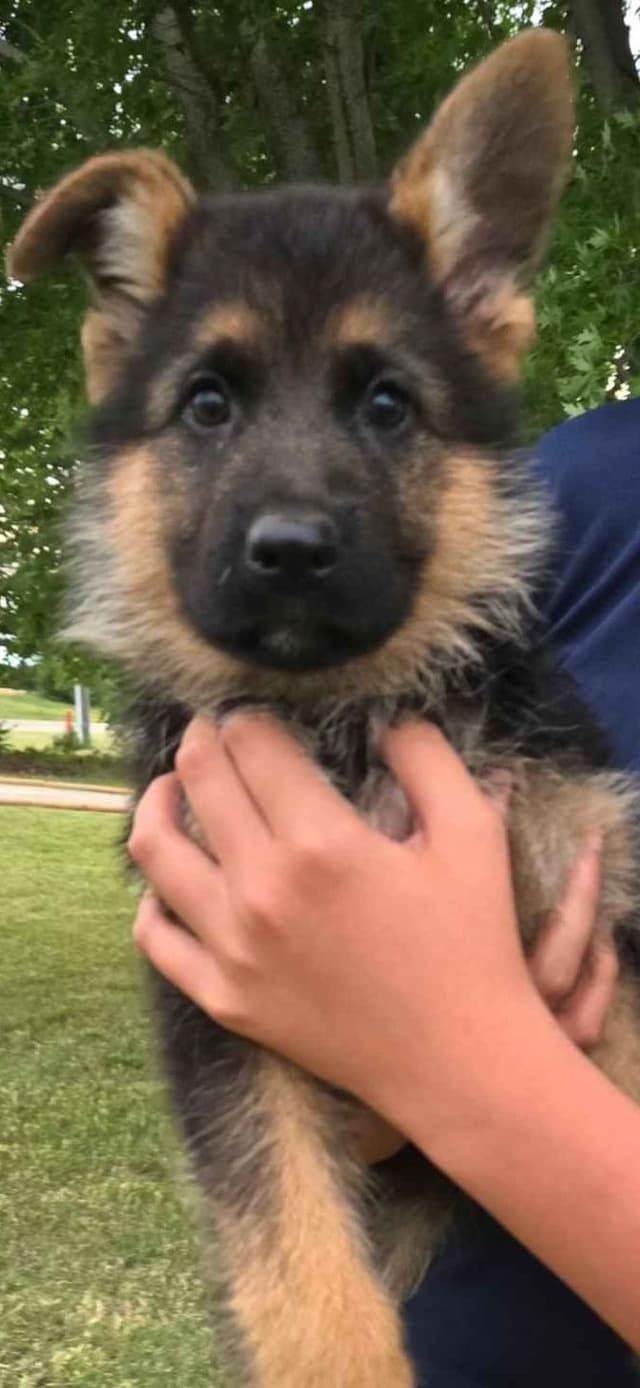 German Shepherd Dog Puppies media 12