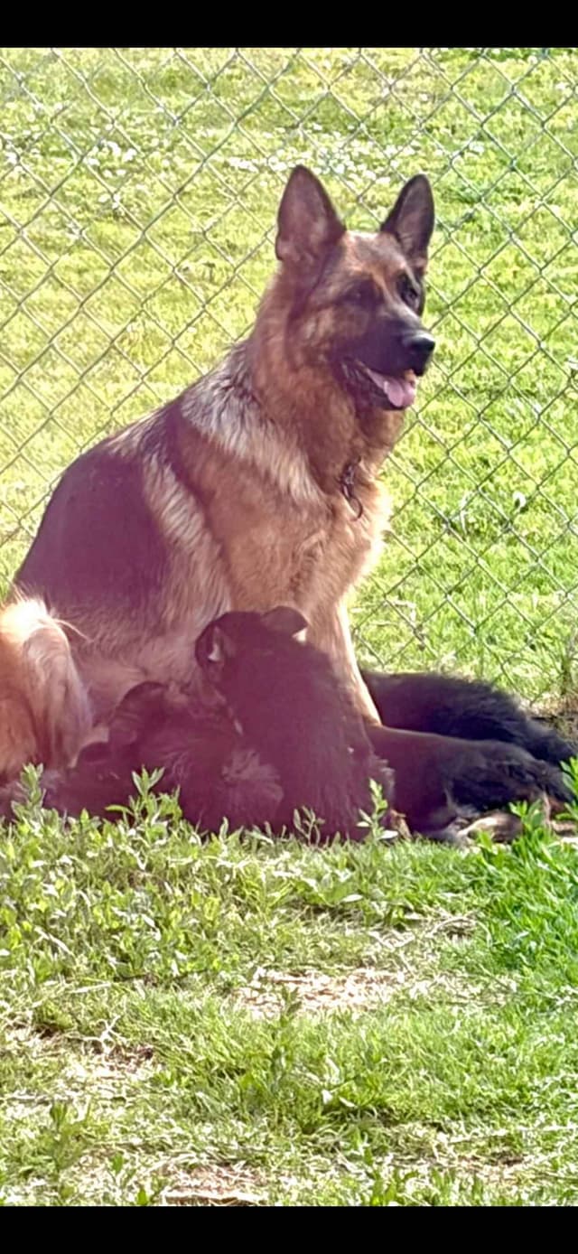 German Shepherd Dog Puppies media 14