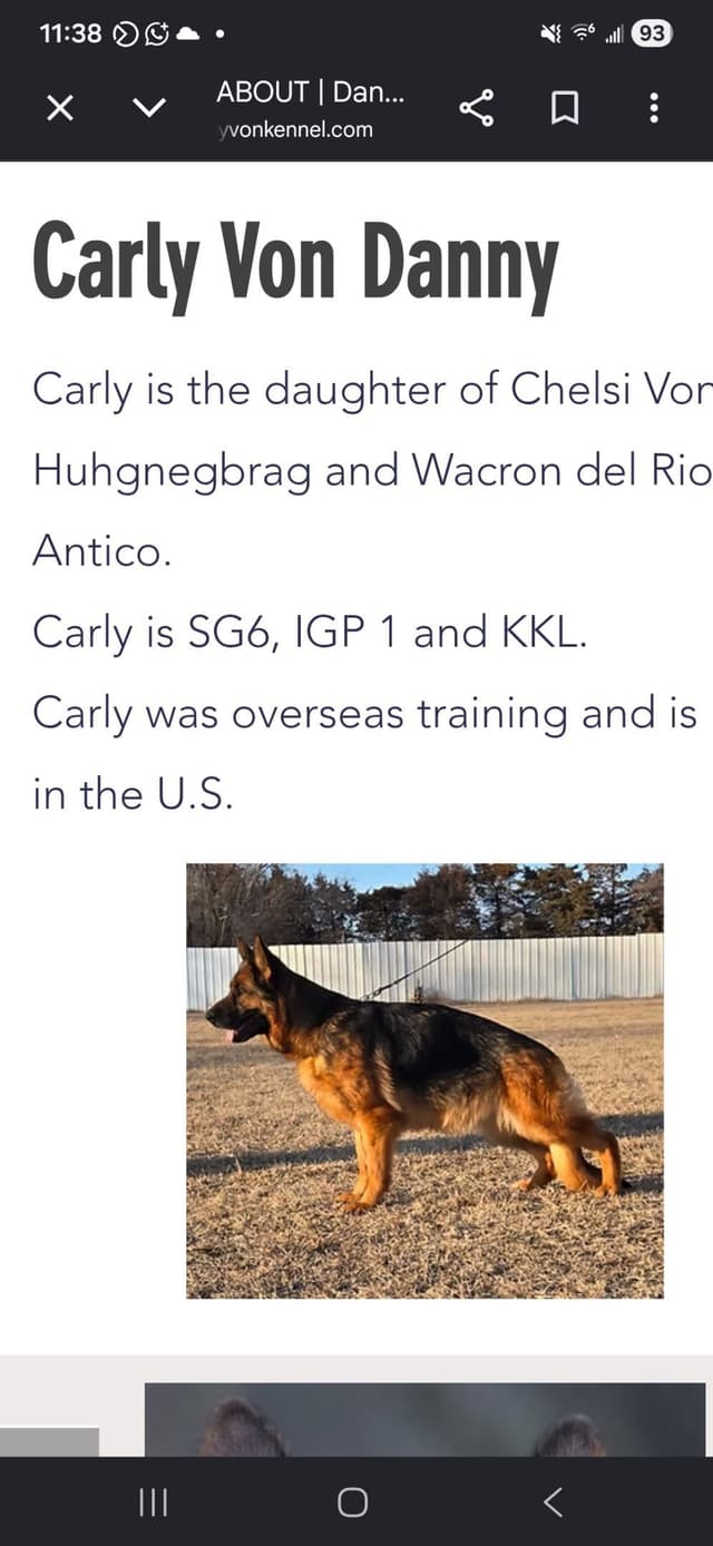 German Shepherd Dog Puppies media 15
