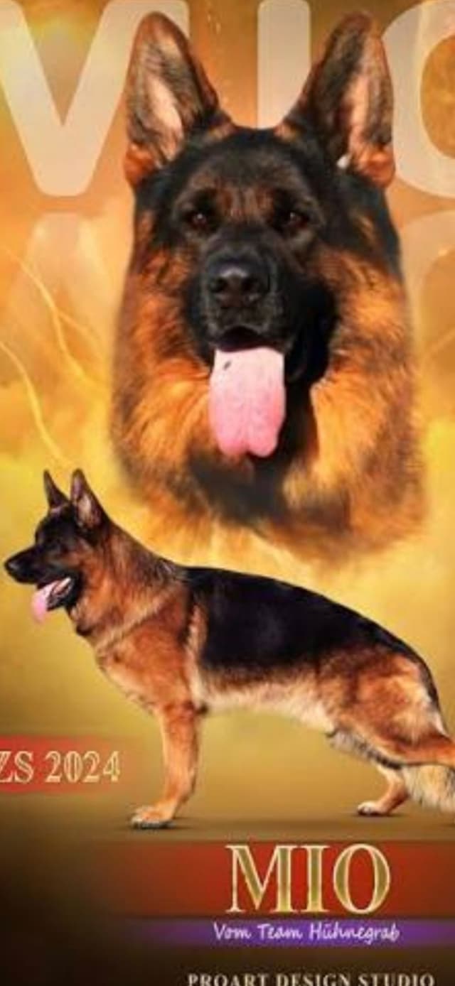 German Shepherd Dog Puppies media 16