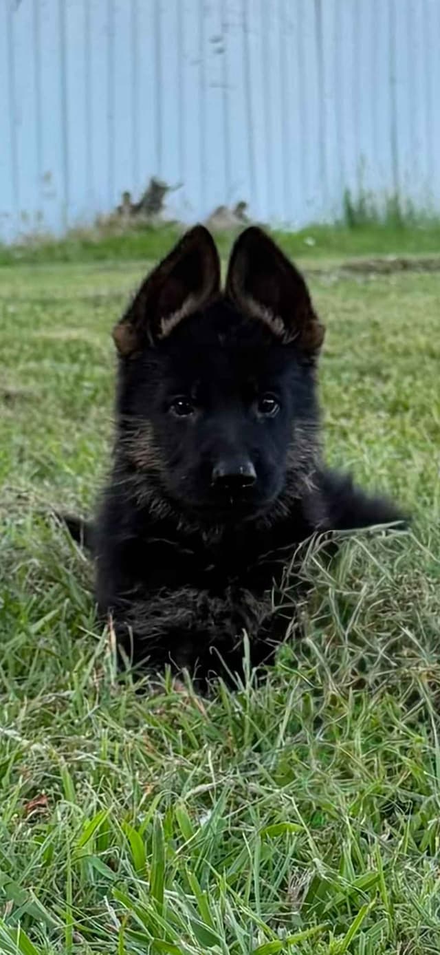 German Shepherd Dog Puppies media 2