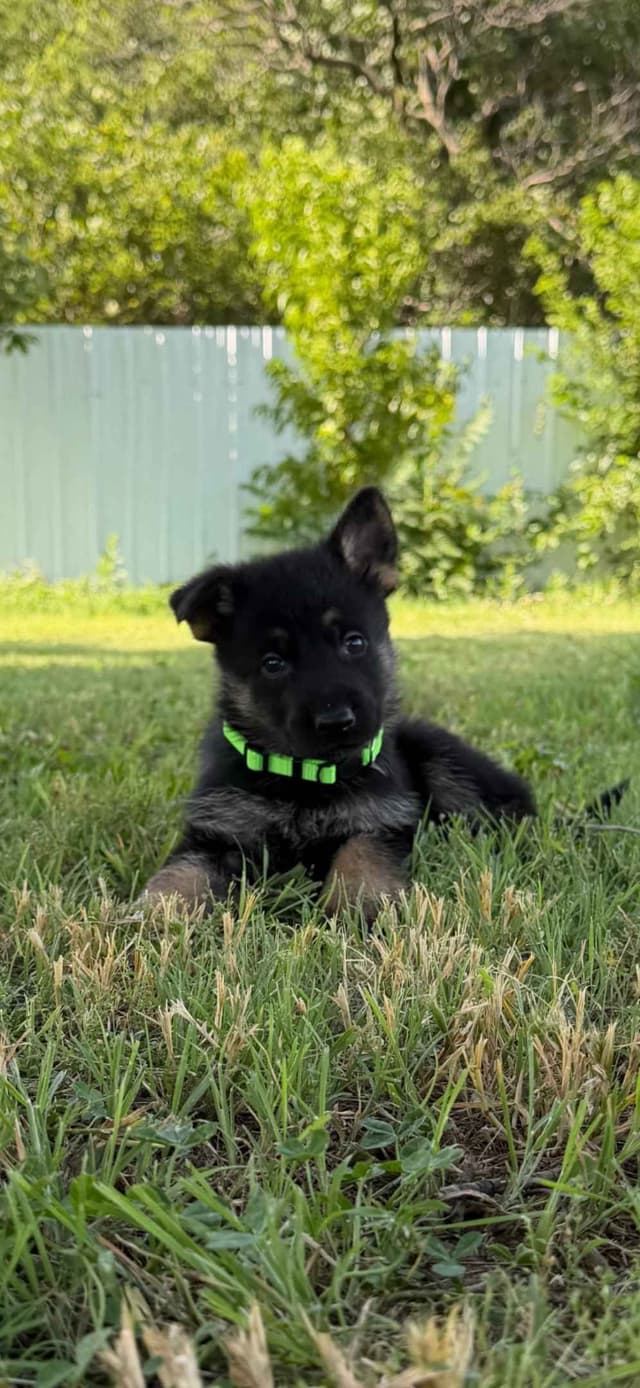 German Shepherd Dog Puppies media 5
