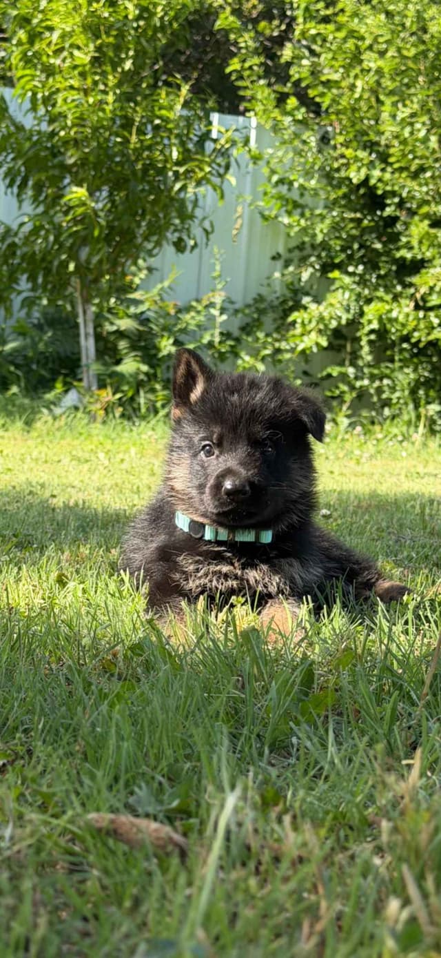 German Shepherd Dog Puppies media 6