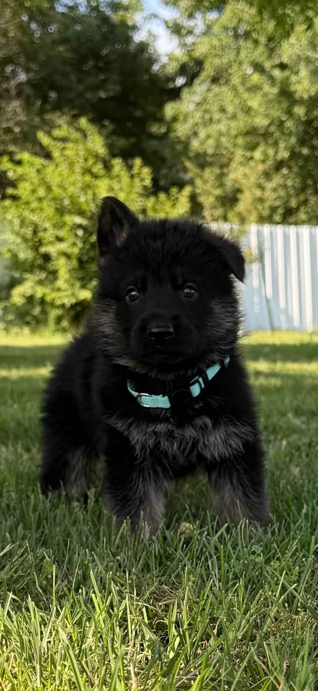 German Shepherd Dog Puppies media 7