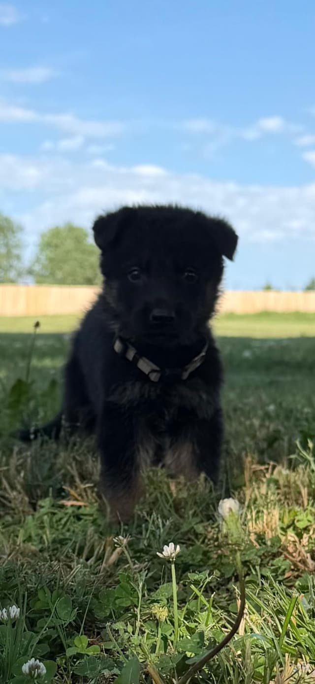 German Shepherd Dog Puppies media 9