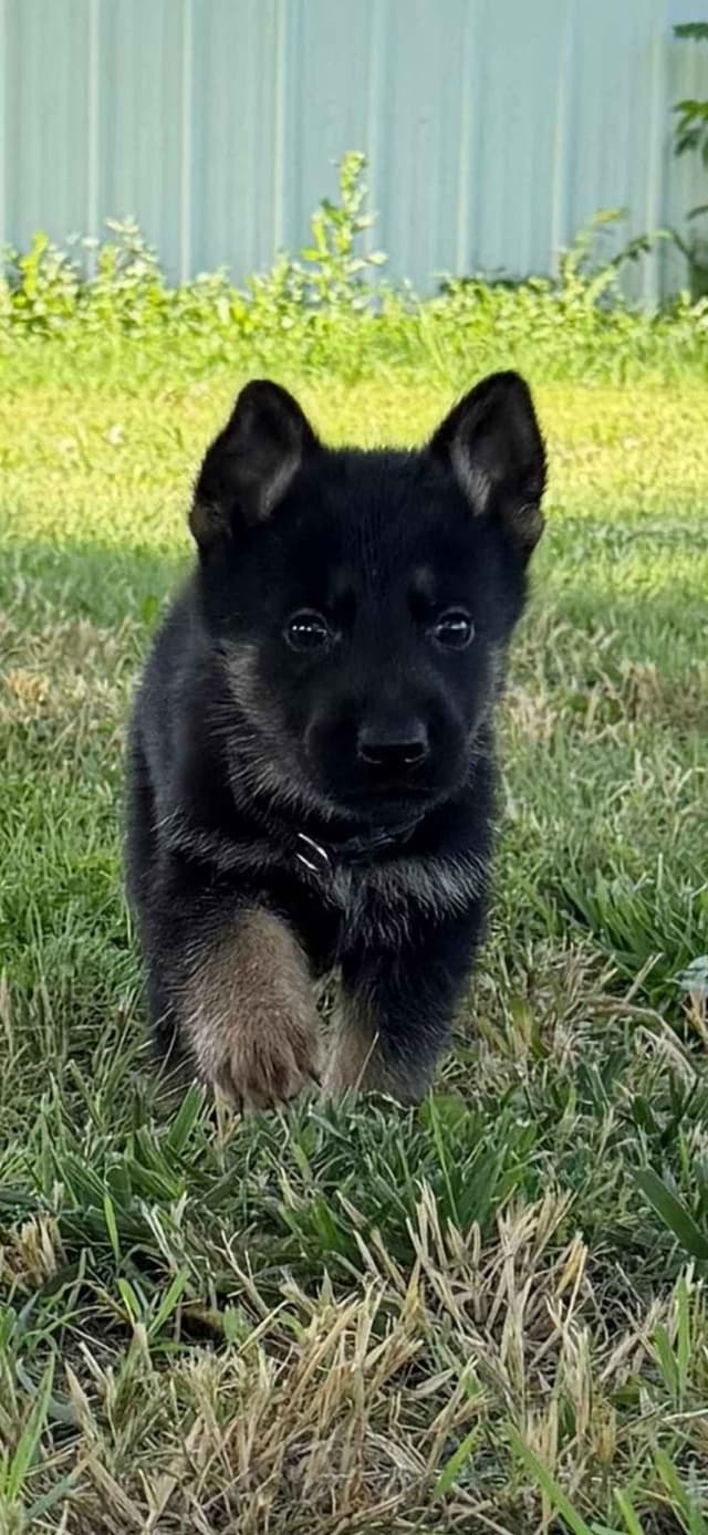 German Shepherd Dog Puppies media 10