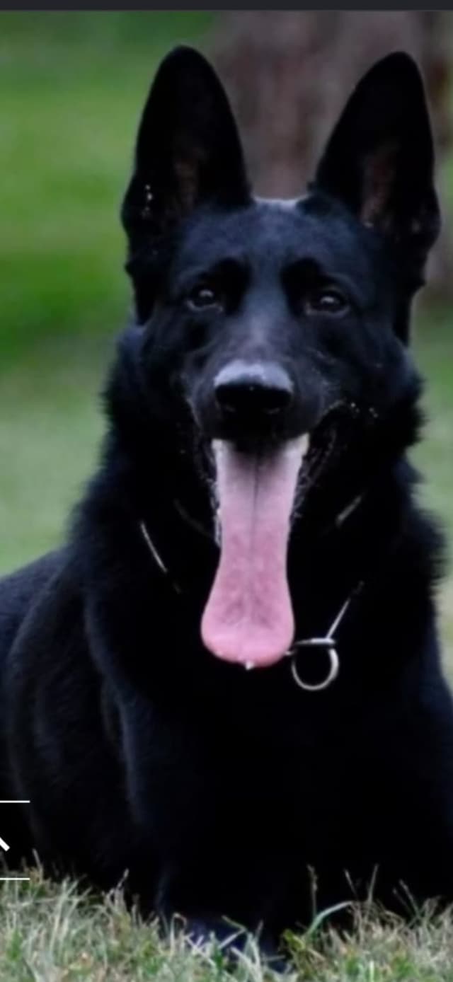German Shepherd Dog Puppies media 12