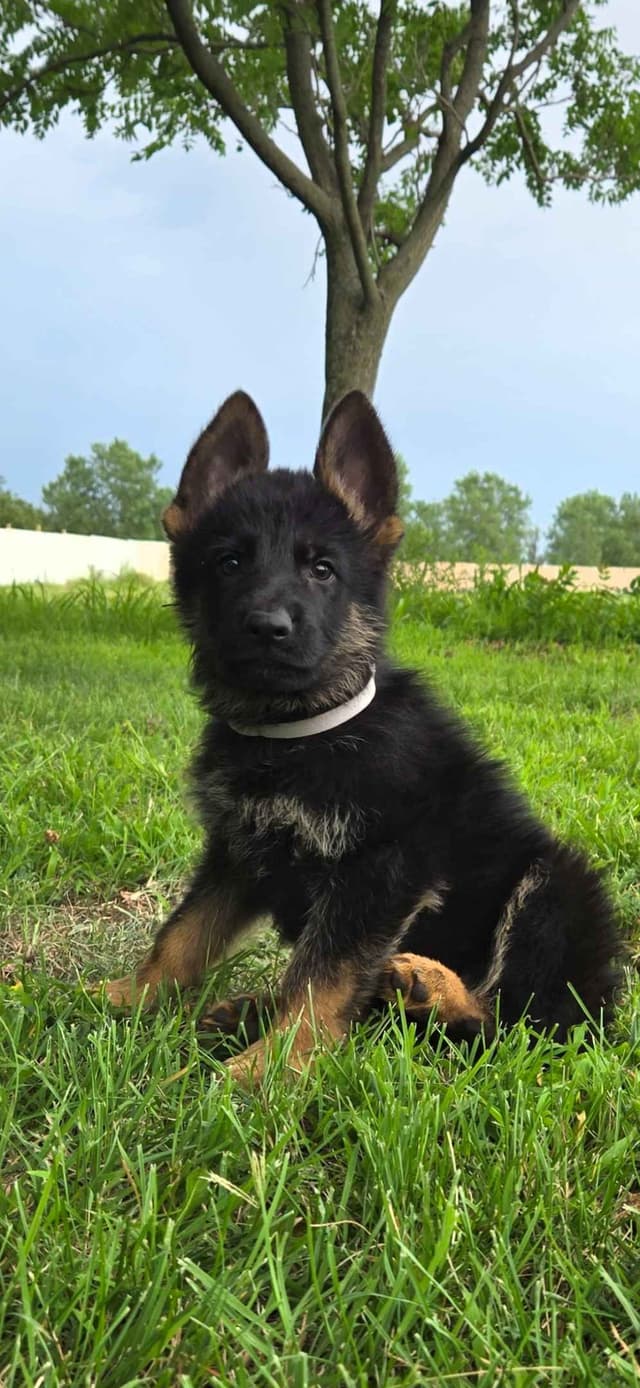 German Shepherd Dog Puppies media 13