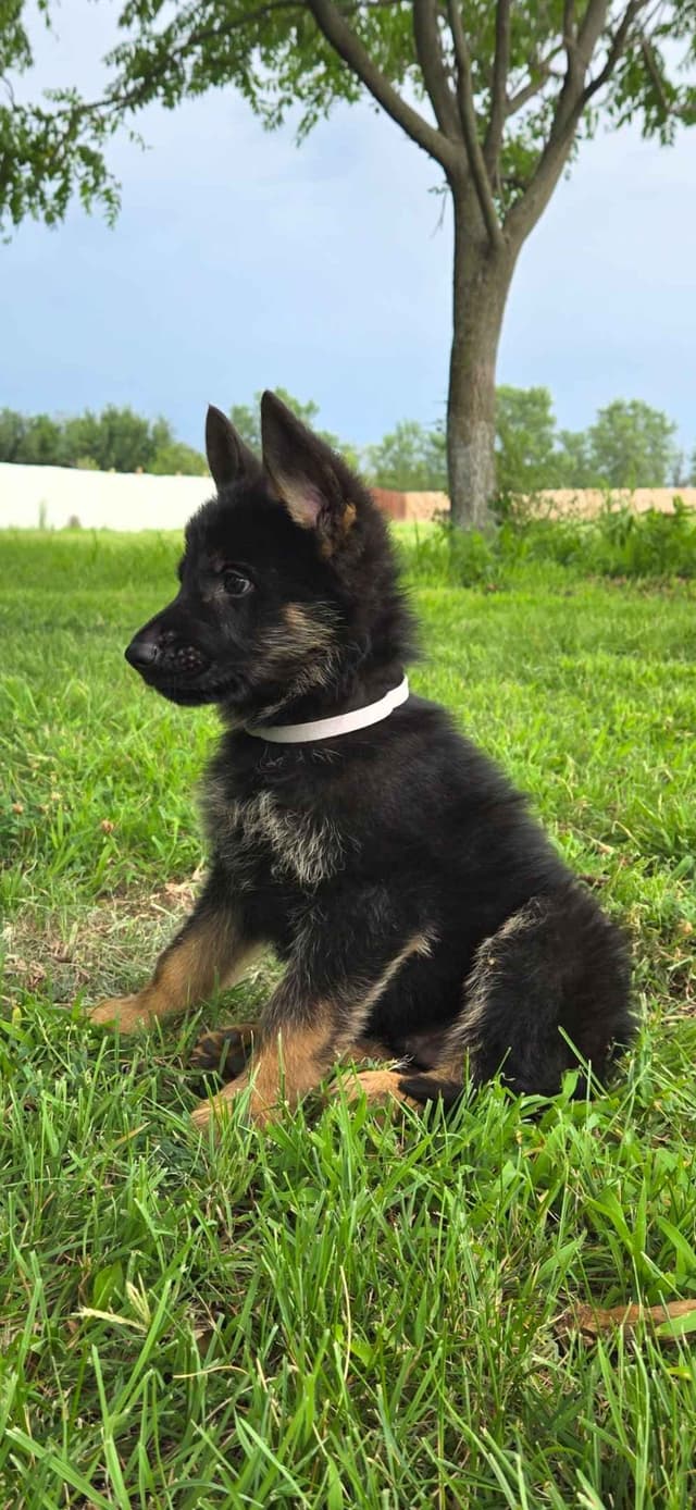 German Shepherd Dog Puppies media 14