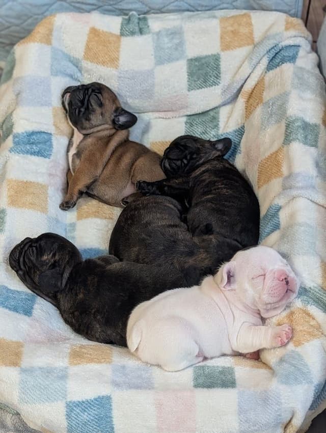 French Bulldog Puppies media 2