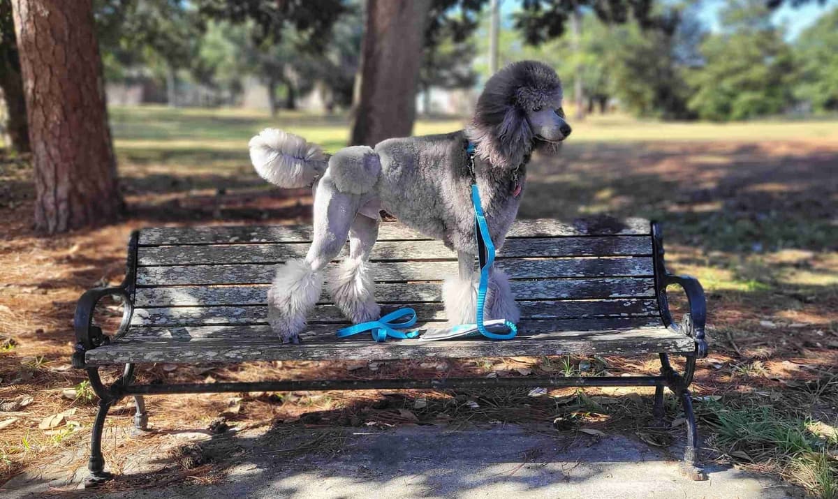 Miniature Poodle Puppies breeder image 1