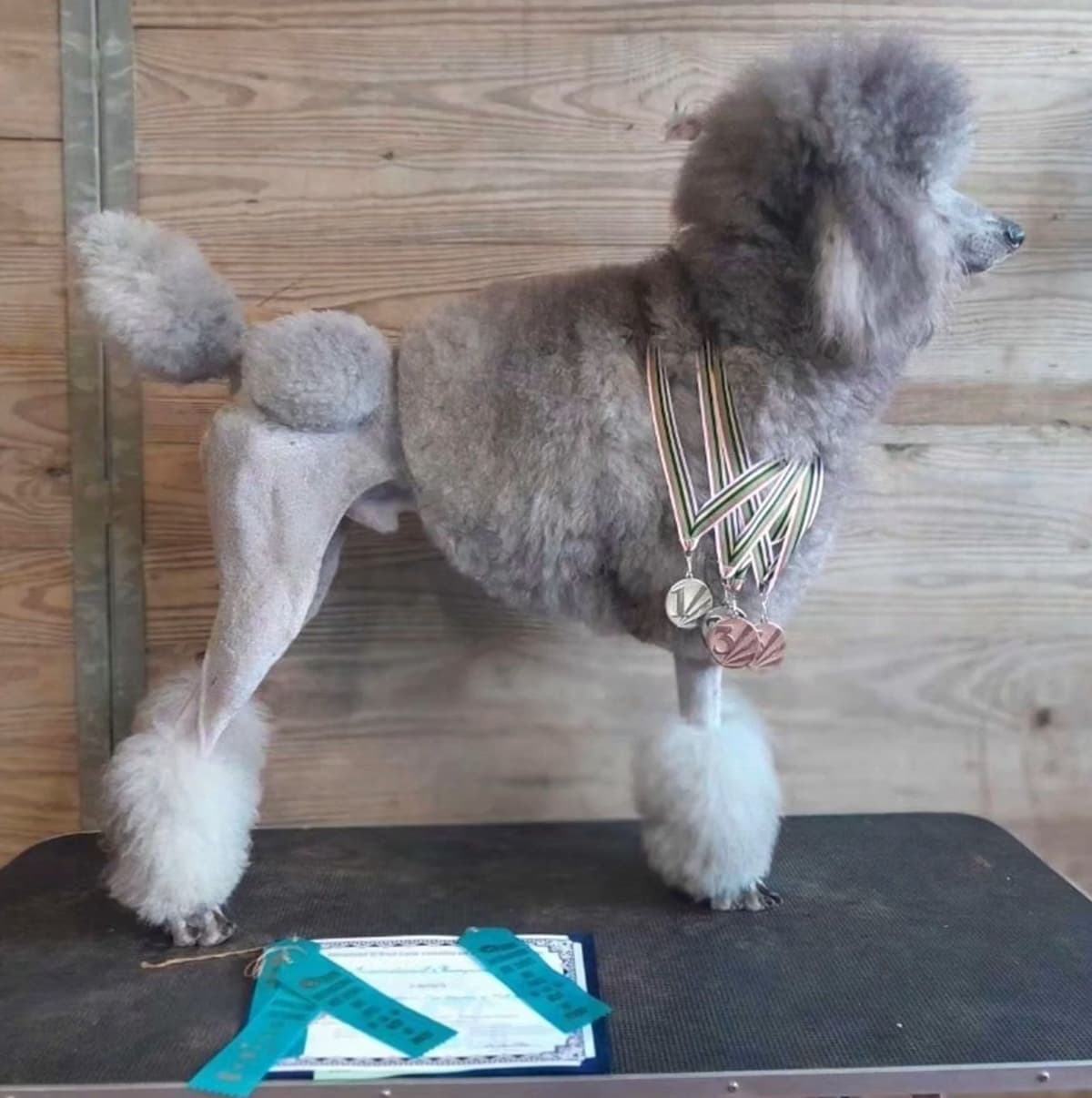 Miniature Poodle Puppies breeder image 2