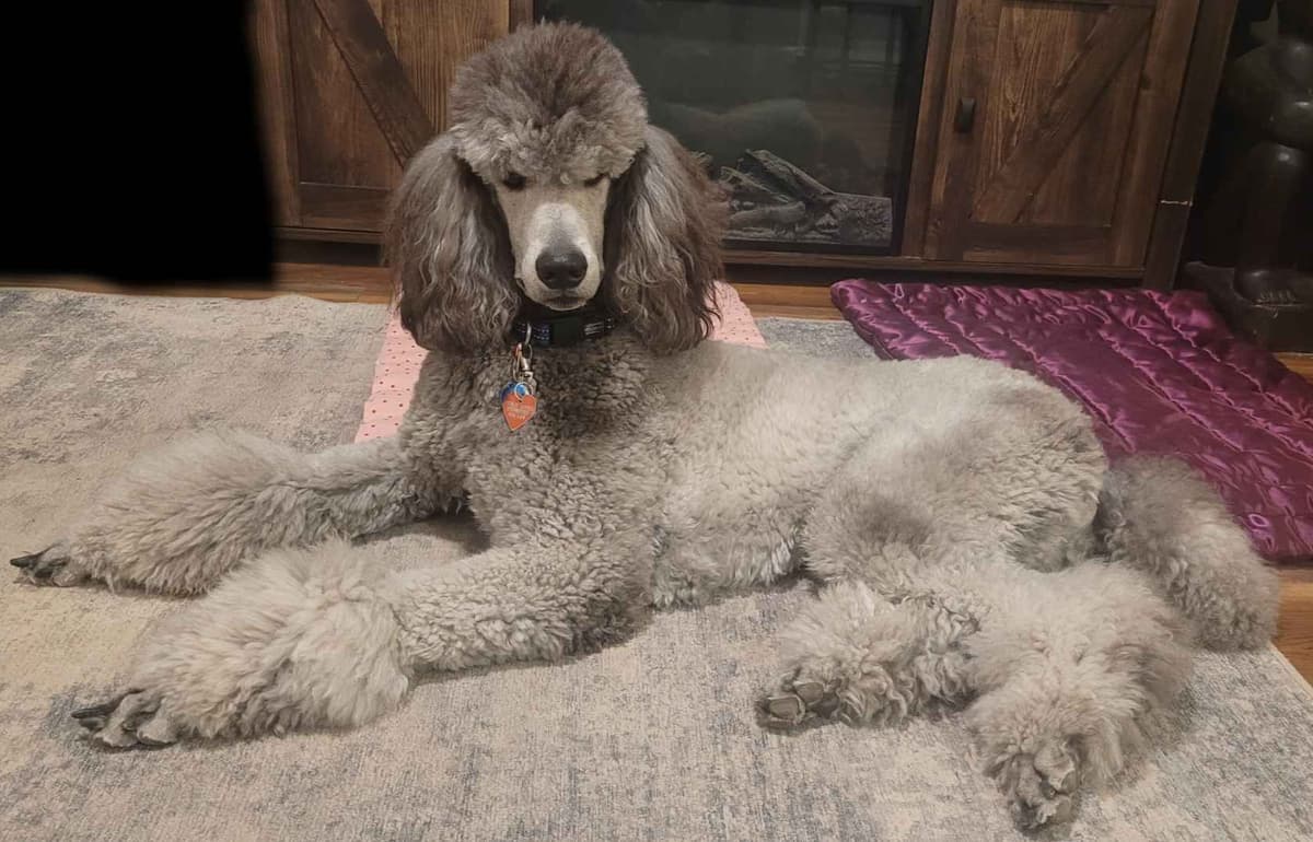Miniature Poodle Puppies breeder image 3