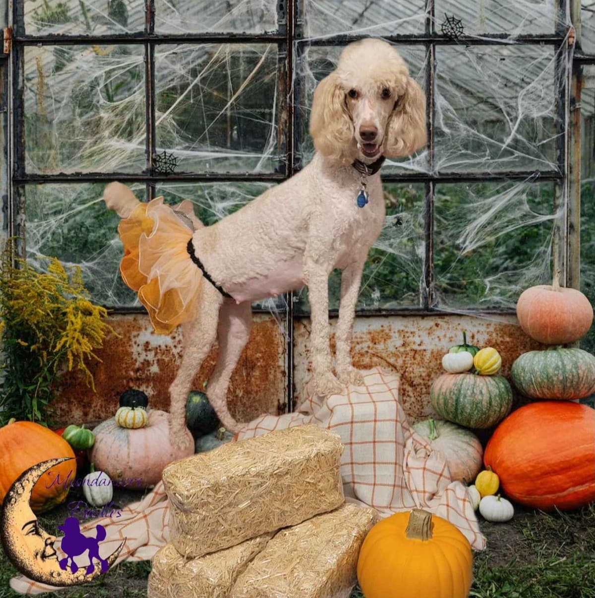 Miniature Poodle Puppies breeder image 5