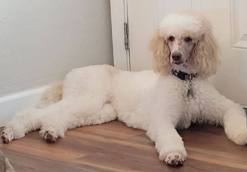 Miniature Poodle Puppies breeder image 6