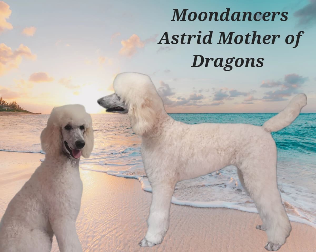 Miniature Poodle Puppies breeder image 9