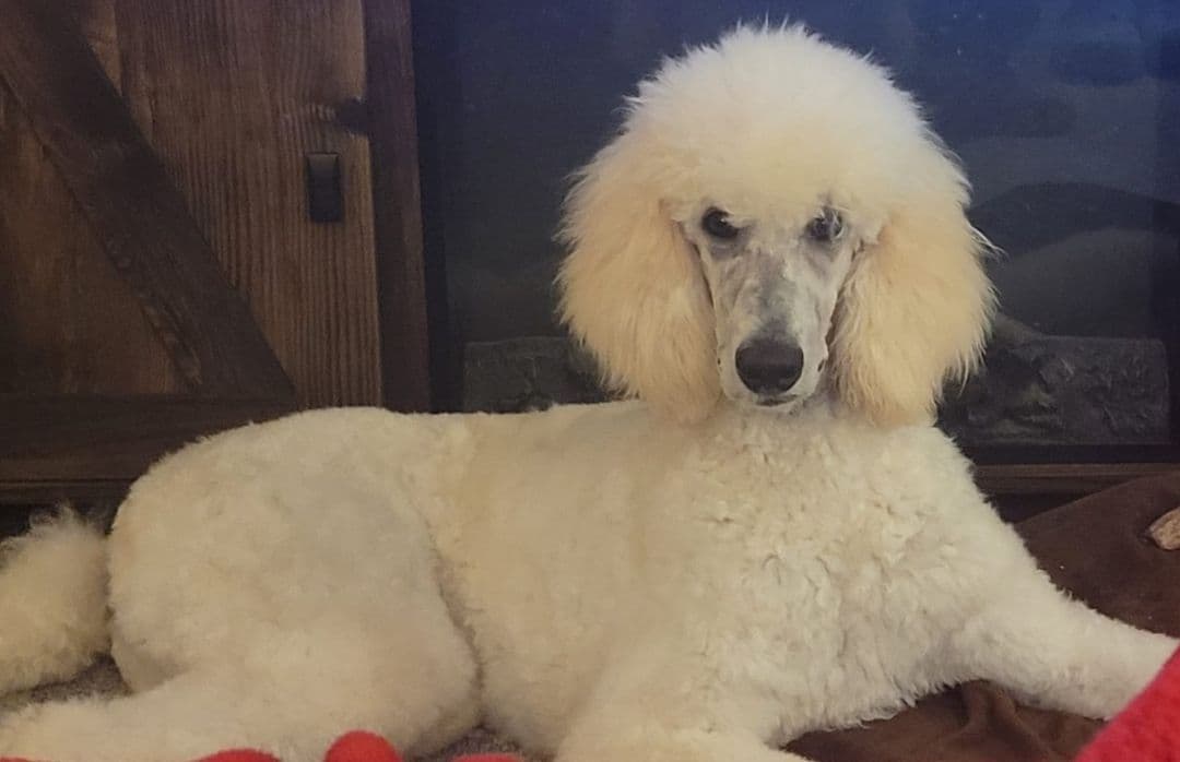 Miniature Poodle Puppies breeder image 10