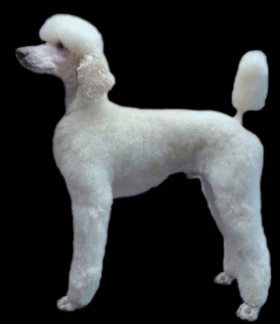 Miniature Poodle Puppies breeder image 11