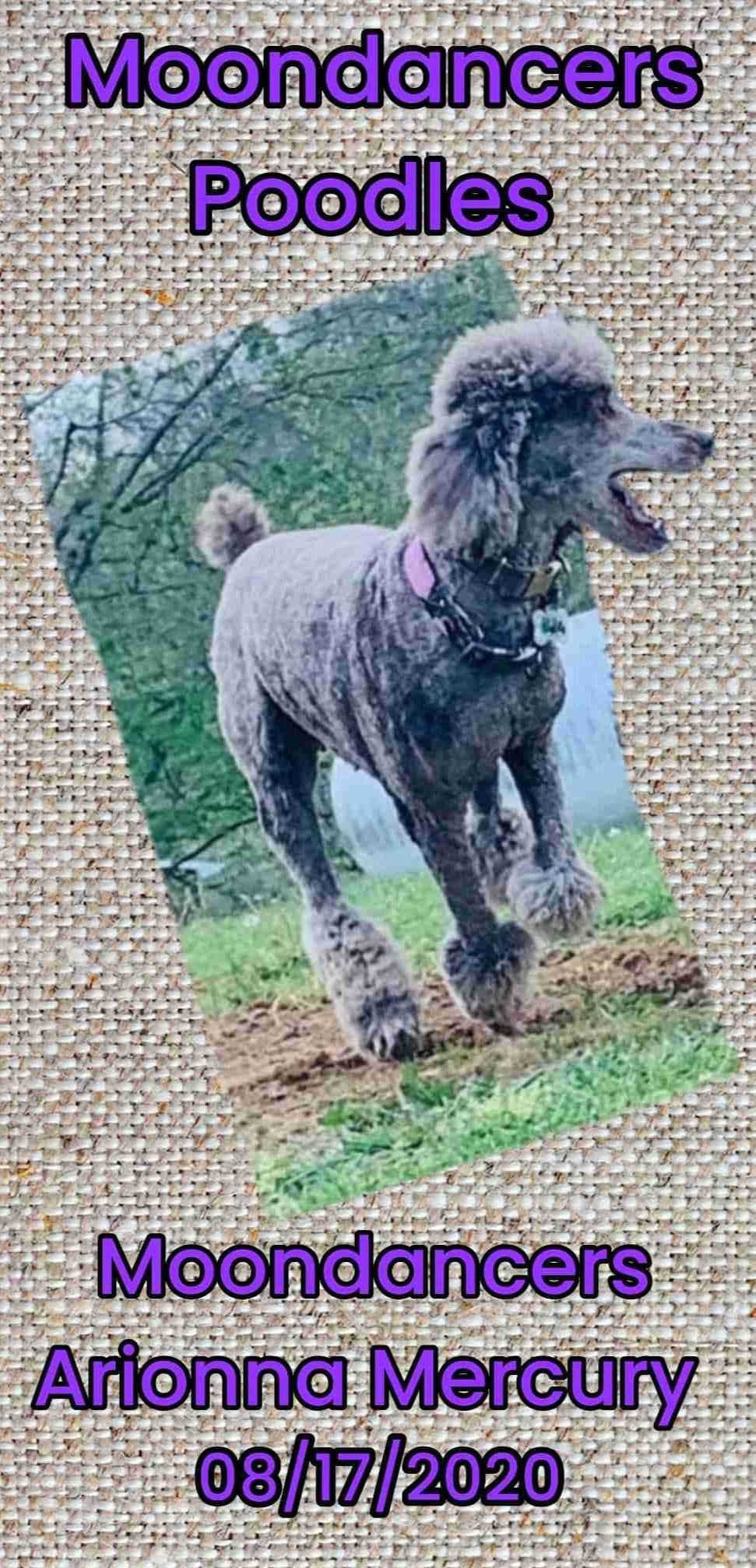 Miniature Poodle Puppies breeder image 13