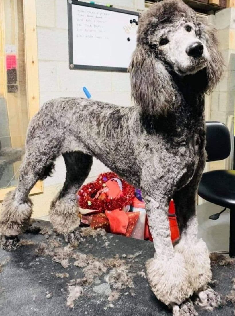 Miniature Poodle Puppies breeder image 12